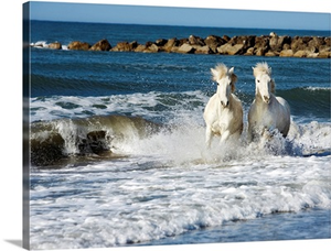 Camargue horses running in the ocean in the south of France
