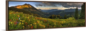 Colorado, Crested Butte, Wildflowers