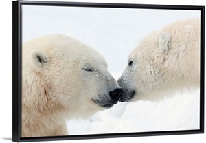 Two Polar Bears Touching Noses Or Kissing; Churchill, Manitoba, Canada