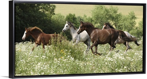 Batch Of Horses Running In Flowered Scene
