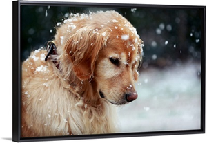 Golden Retriever puppy watching the snowflakes