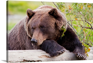 A female Brown bear lays draped over a log, Alaska Wildlife Conservation Center