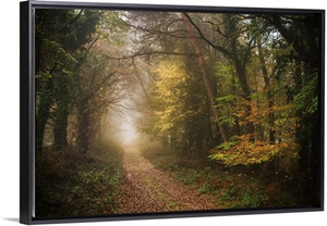 Path in Autumn Forest