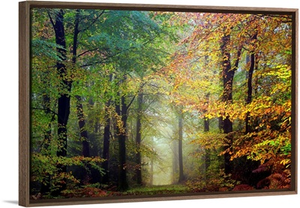 Colored forest