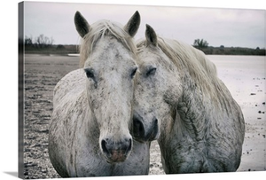 The white horses of the Camargue in the South of France
