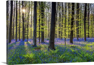 Bluebell Flowers, Carpet Hardwood Beech Forest, Hallerbos Forest, Belgium