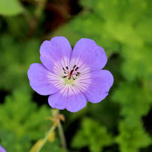 Geranium Rozanne