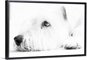 Soft coated Wheaten Terrier dog waiting in black and white.