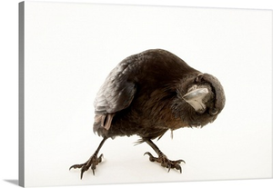 A common raven, Corvus corax principalis, at the Los Angeles Zoo