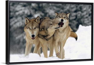 Timber Wolf (Canis lupus) trio playing in snow, Montana