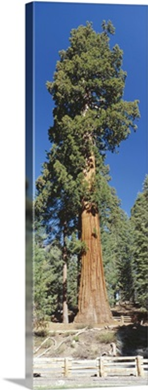 Giant Sequoia tree in Giant Forest, Sequoia Kings Canyon Nat'l Park, CA