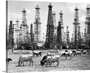 Cows Grazing Near Oil Wells