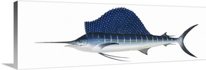 Atlantic Sailfish (Istiophorus Platypterus)