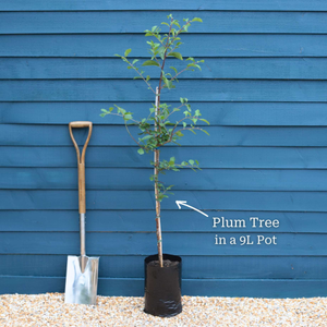 'Jubilee' Plum Tree