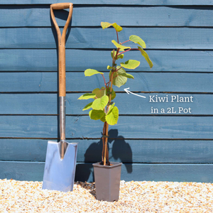 'Solissimo' Kiwi Plant