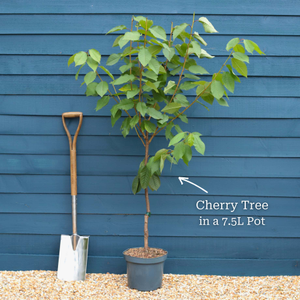'Sasha' Cherry Tree