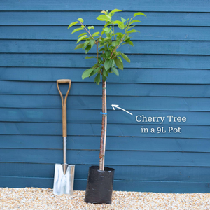 'Regina' Cherry Tree