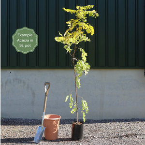 'Pink Cascade' False Acacia Tree | Robinia pseudoacacia