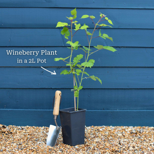 Japanese Wineberry Plant