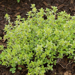 Variegated Lemon Thyme