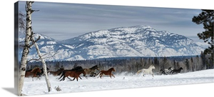 Horses running in the snow on a ranch in winter, Montana, United States of America