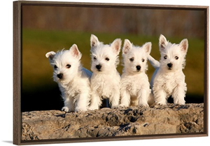 Four westies on rock
