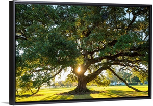 USA, Louisiana, Vacherie, Sunlight Through The Branches Of A Southern Live Oak Tree