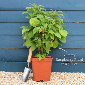 'Yummy' Patio Raspberry Plant