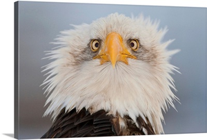 Portrait Of A Young Eagle, Homer Spit, Kenai Peninsula, Alaska
