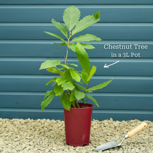 Chestnut Tree | Castanea sativa