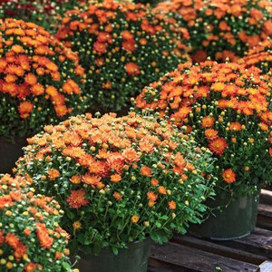 Orange Mums