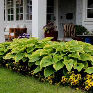Stained Glass Hosta