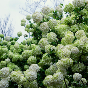 Snowball Viburnum