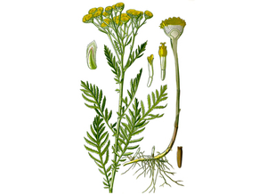 Helichrysum Seeds