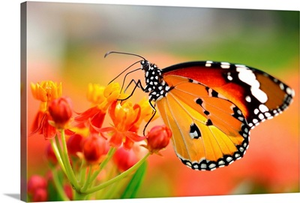 Butterfly On Orange Flower In Garden