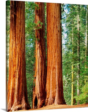 United States, California, Sequoia National Park, Giant Forest