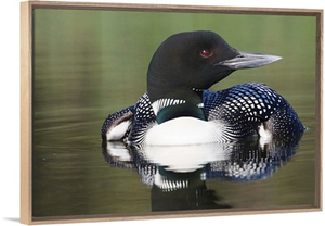 Canada, British Columbia, Lac Le Jeune. Common Loon