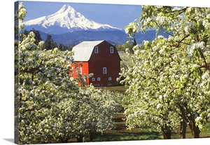 Barn In Orchard Below Mt. Hood