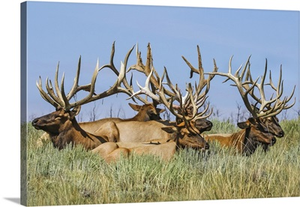 Herd Of Bull Elk Lying In The Grass, Steamboat Springs, Colorado