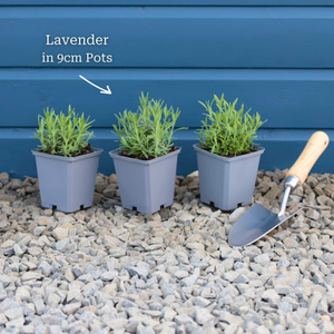 English Lavender | Lavandula angustifolia