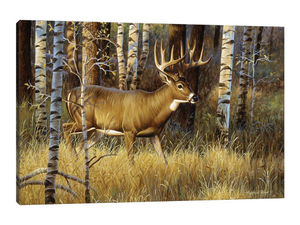 Whitetail Buck II