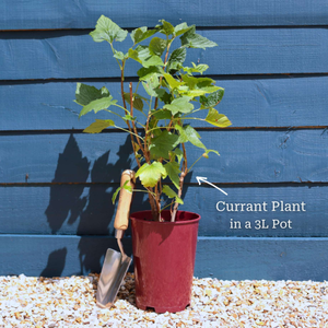 'White Versailles' Whitecurrant Plant