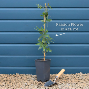 White Passion Flower | Passiflora 'Snow Queen'