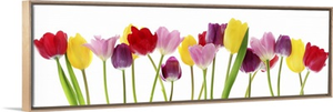 Spring Tulip Flowers In A Row