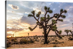 Joshua Tree After Dawn, Joshua Tree National Park, California