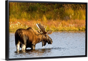 A large bull moose wades through a permafrost pond in Denali National Park