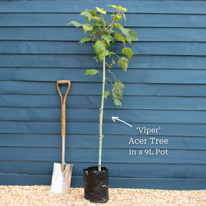 Snake Bark Maple | Acer davidii 'Viper'