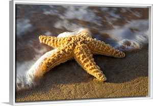 Starfish On Beach