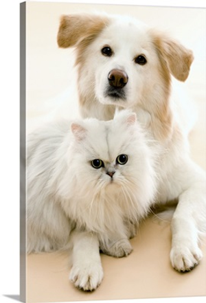 Studio shot of cat and dog