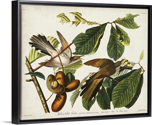 Yellow-Billed Cuckoo